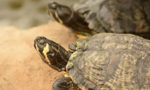 We Finally Got Graphics Sliders on a Nintendo Console, and It’s Weird